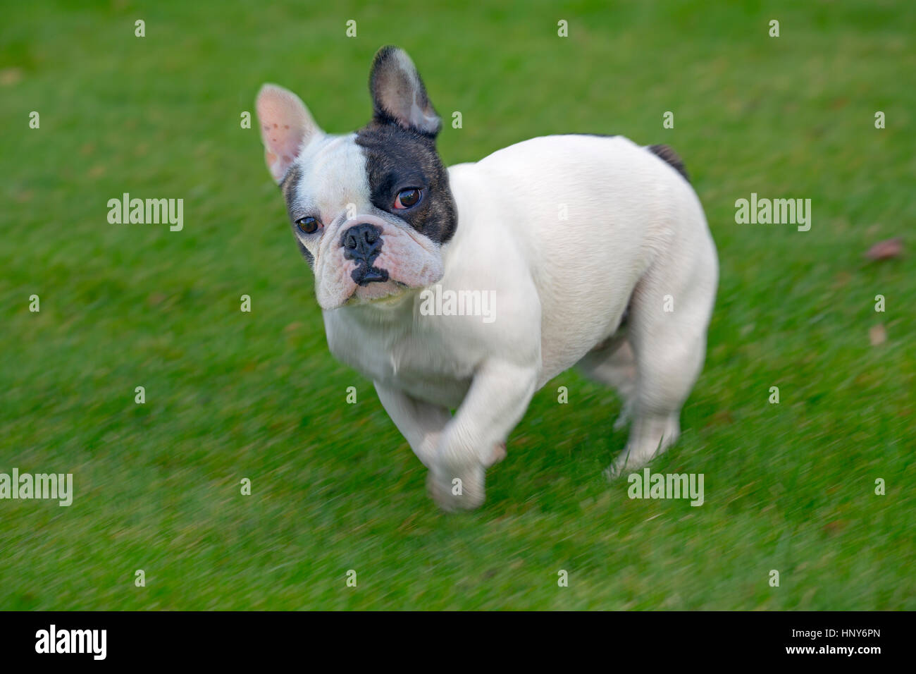 French Bulldog running in garden Stock Photo