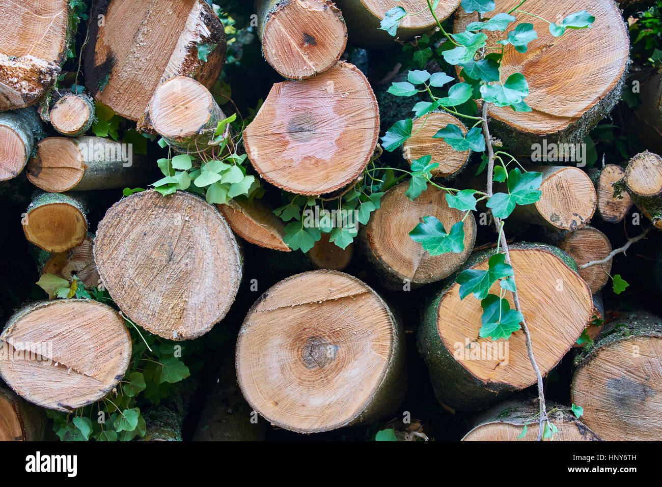 Fresh cut roundwood timber stacked Stock Photo