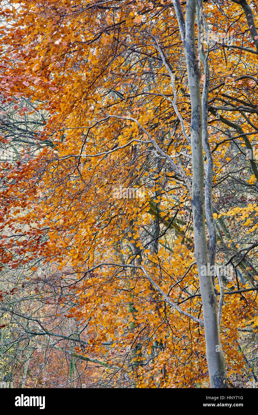 Beech trees in golden autumn foliage portrait view Stock Photo
