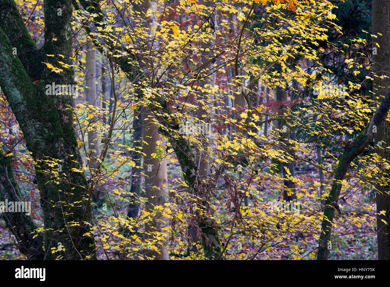 Golden autumn maple leaves in a woodland Stock Photo - Alamy