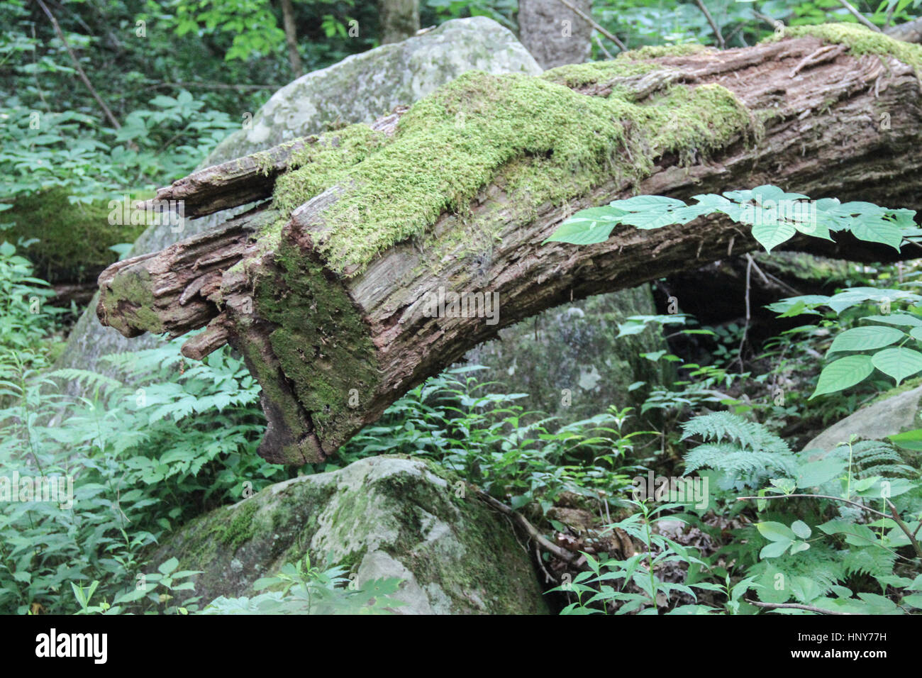 Moss on tree in Smoky Mountains National Park, Tennessee Stock Photo