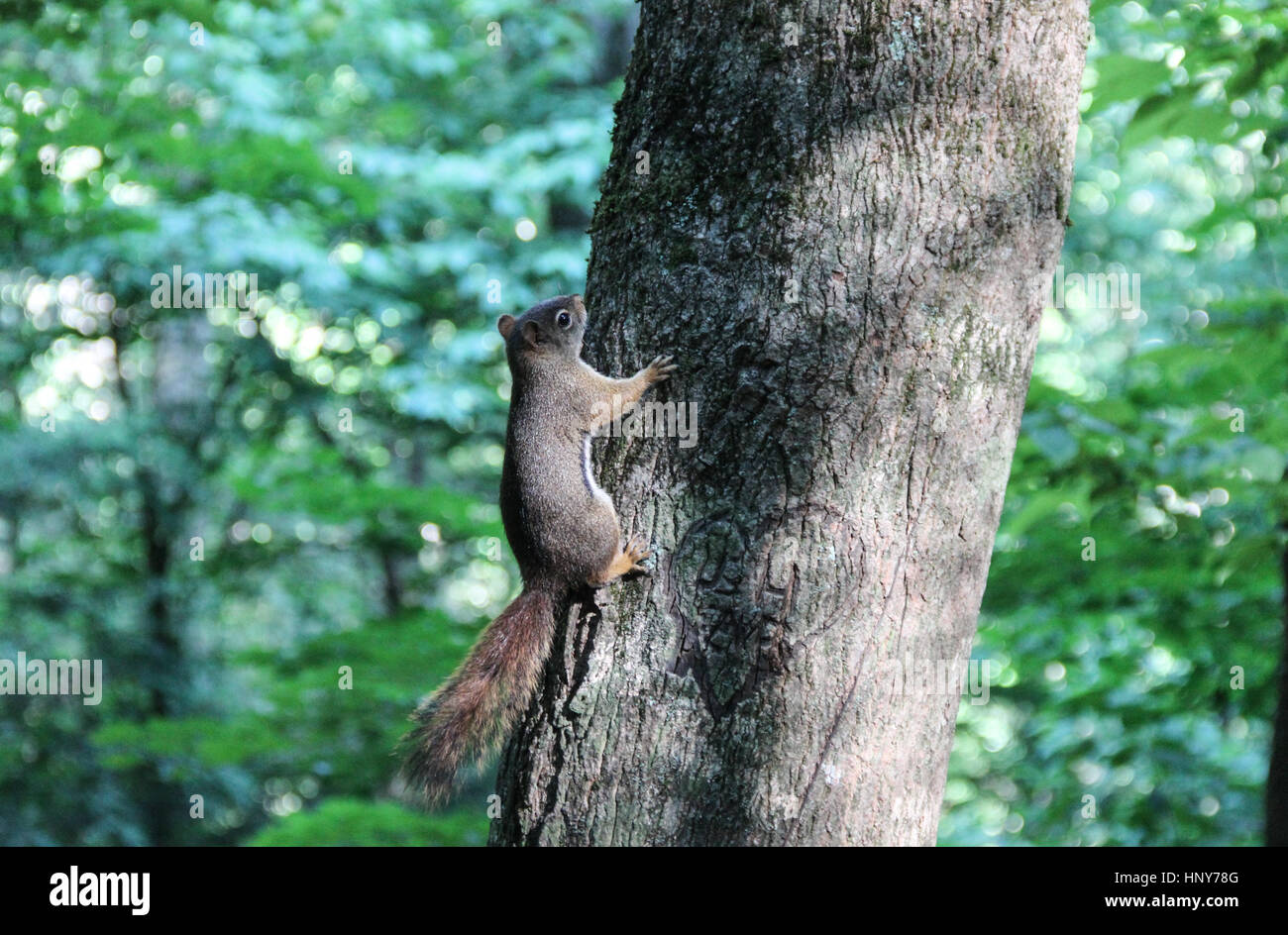Squirrel on tree next to heart with initials in Smoky Mountains National Park Stock Photo