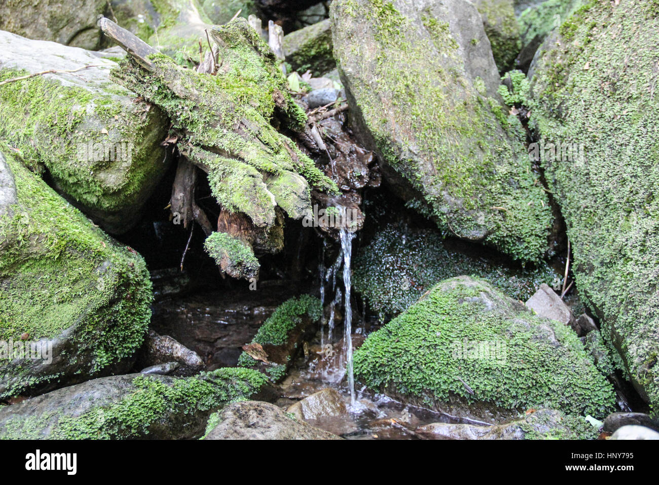water feeding creeks in Smoky Mountains National Park Stock Photo