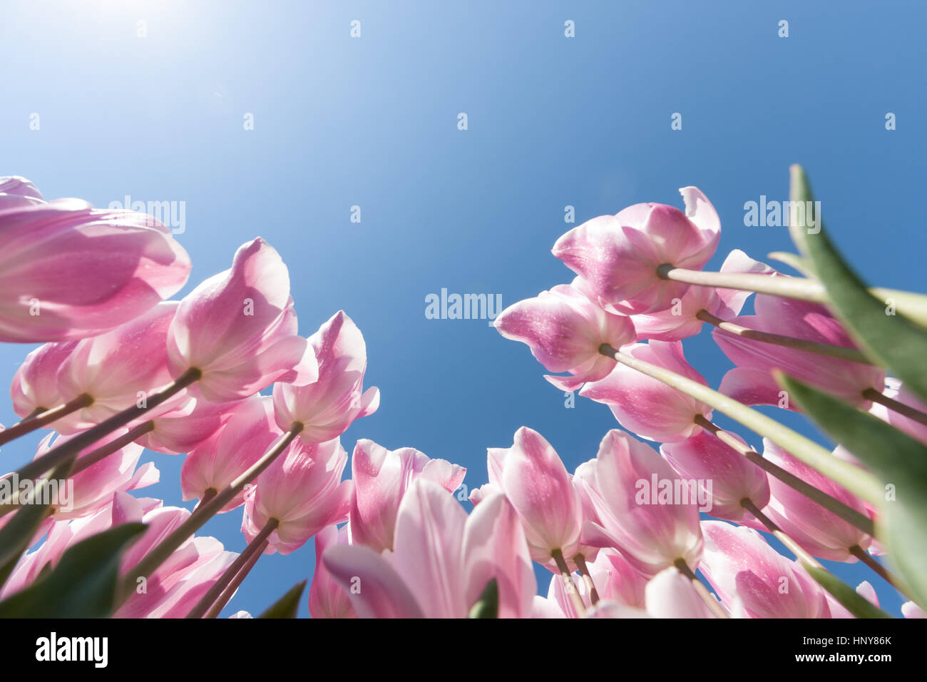 Beautiful bouquet of tulips. colorful tulips. tulips in spring sun. tulip in the field Stock Photo