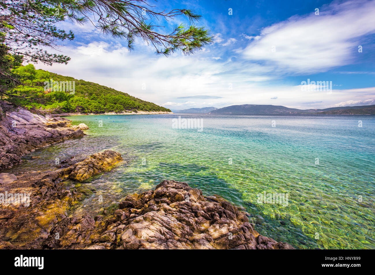 Stone beach scenery with pine tree in Croatia, Istria, Europe Stock Photo