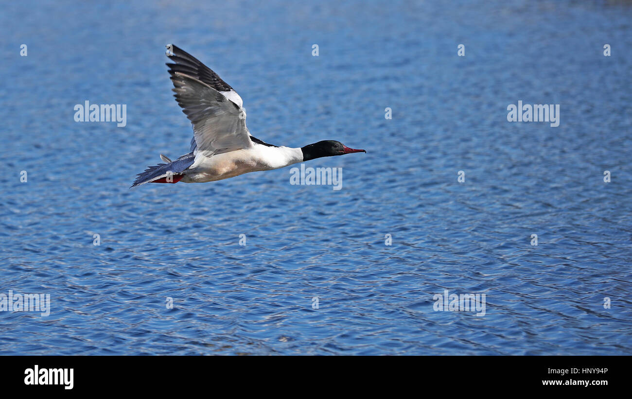 Side view of a common merganser, Mergus merganser, in flight with wings up against a blue lake background Stock Photo