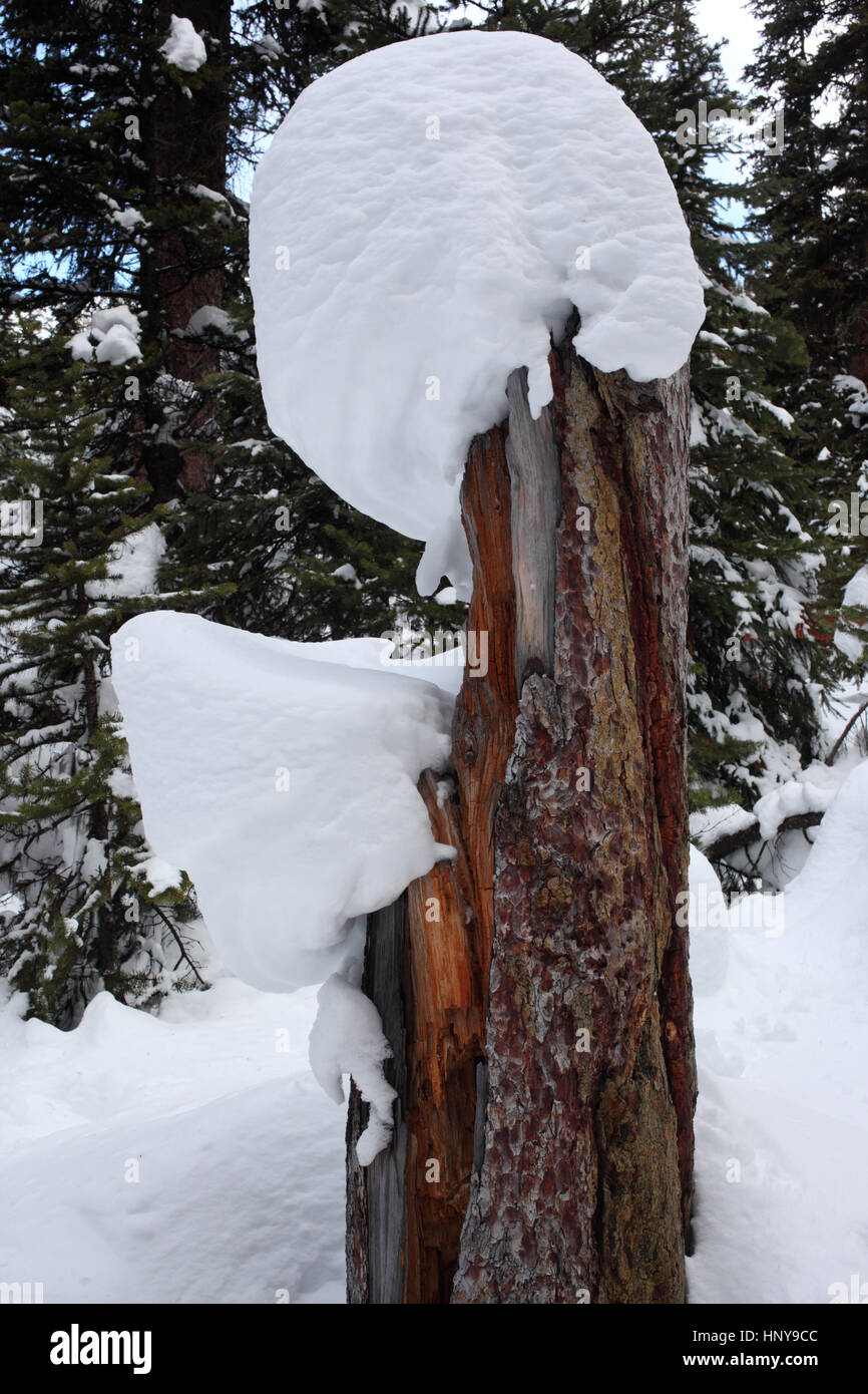 Tree trunk with snow in Banff NP Stock Photo