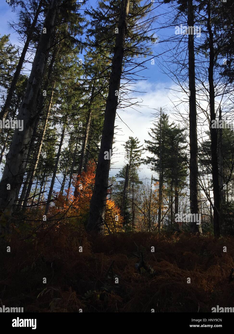 Tall pine forest ferns nature hi-res stock photography and images - Alamy