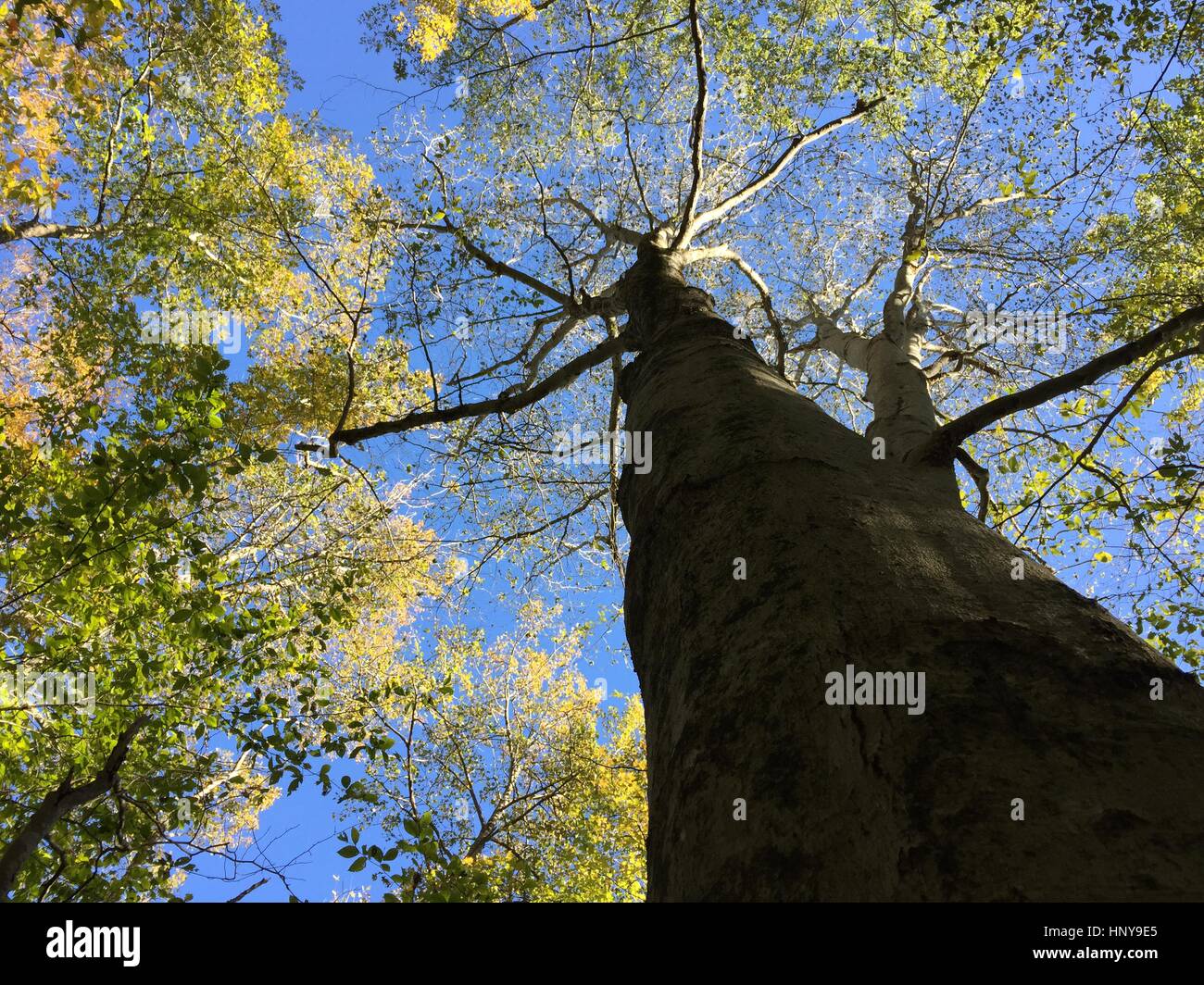 Looking up a tall tree to the blue sky Stock Photo - Alamy