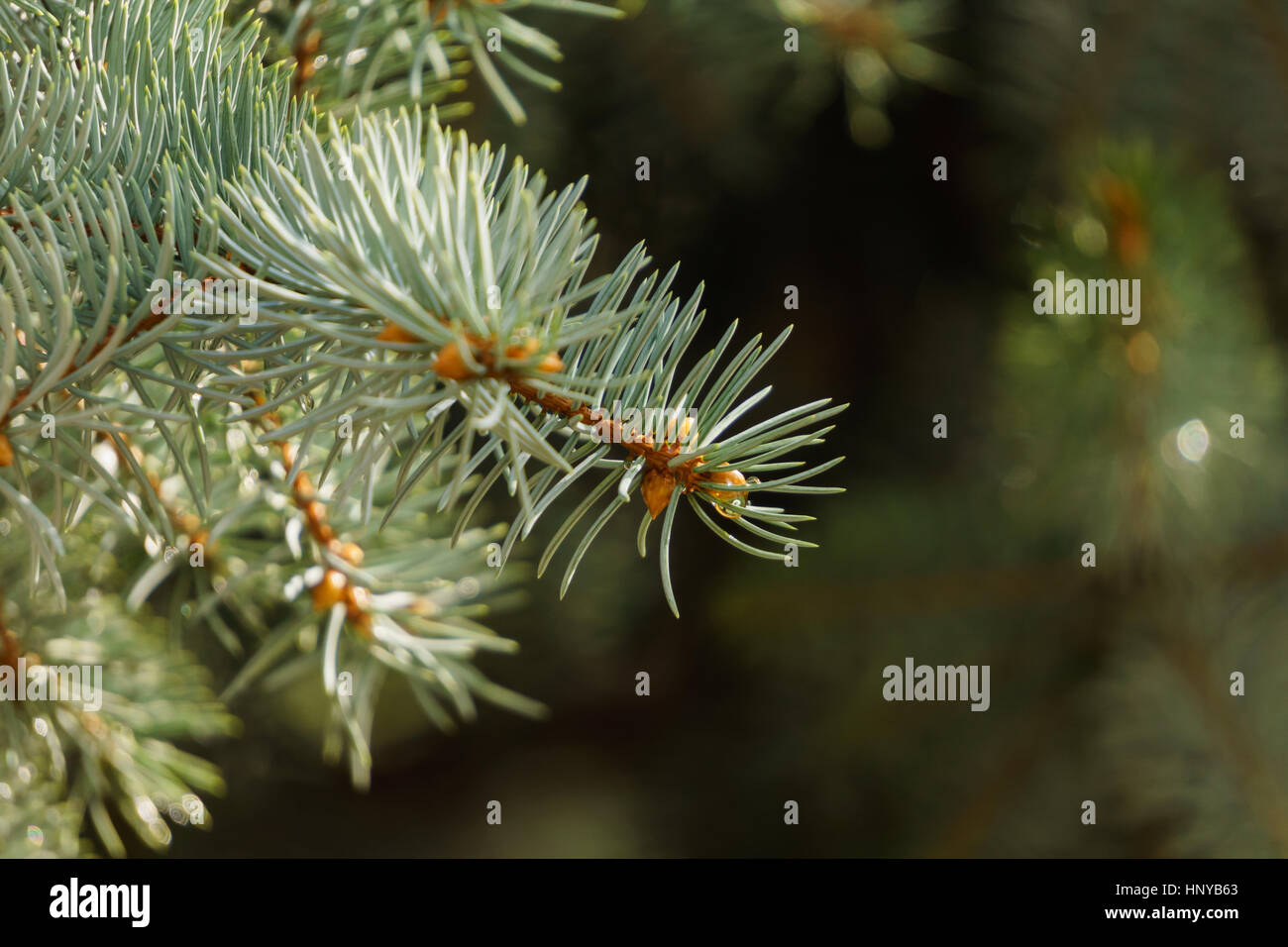 Budding needles hires stock photography and images Alamy