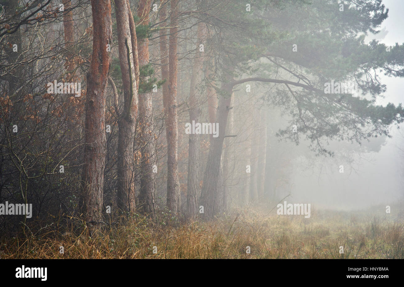 A woodland path lined with pine trees in the fog Stock Photo