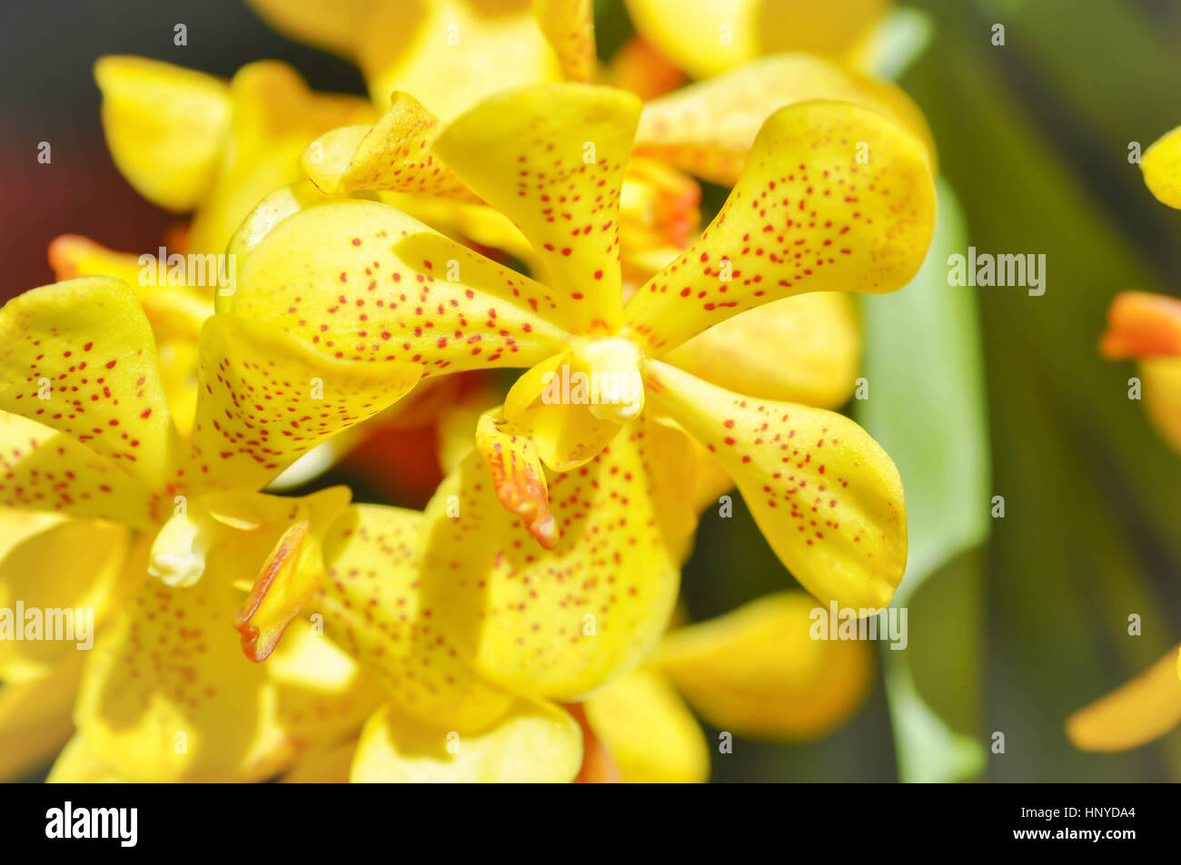 yellow orchid flower or Aerides flabellata Rolfe ex Downie in the garden Stock Photo
