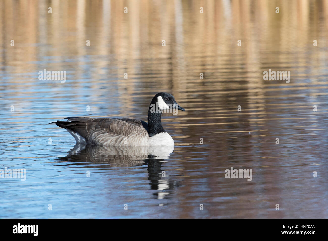Canada goose swimming on water at National Elk Refuge Stock Photo