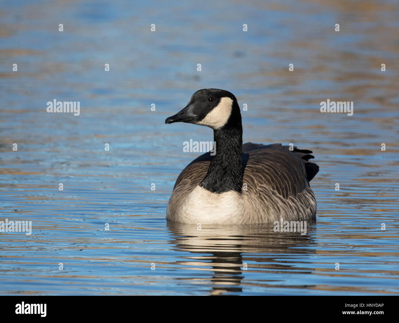 Canada goose floating on water Stock Photo
