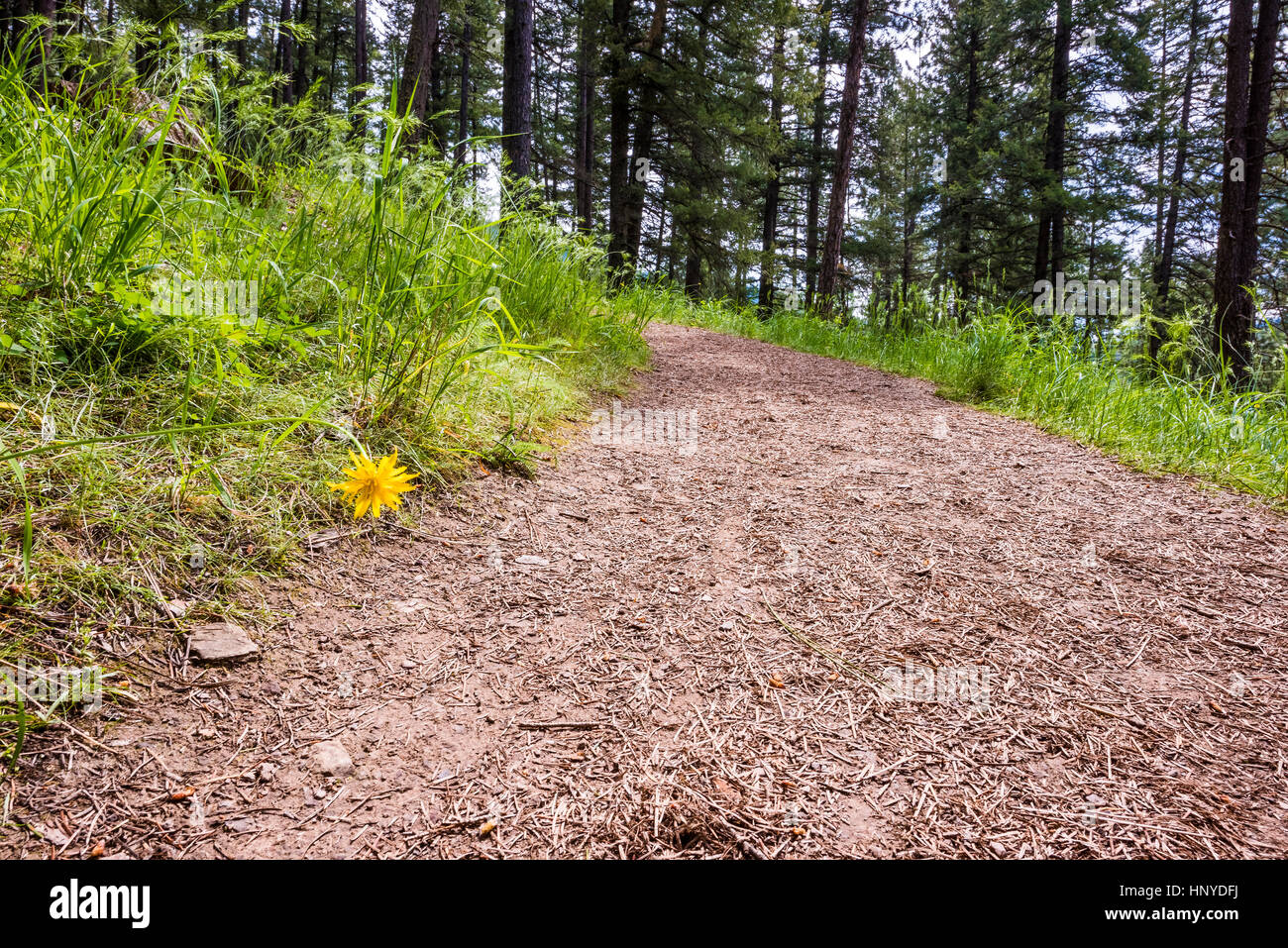 Cat's ear flower closeup on dirt hiking trail leading to alpine forest