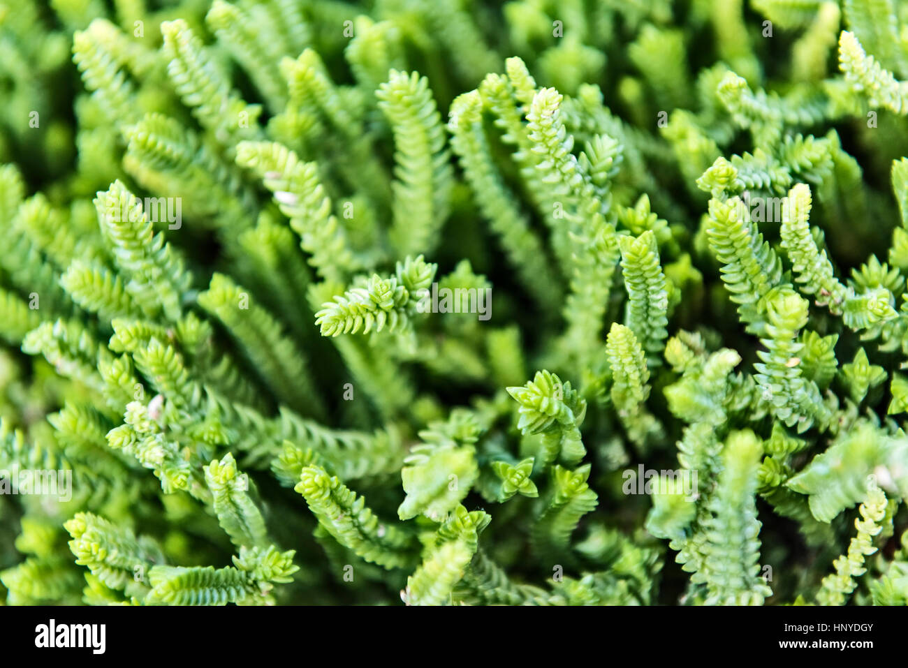 Green succulent plants in botanical garden background Stock Photo