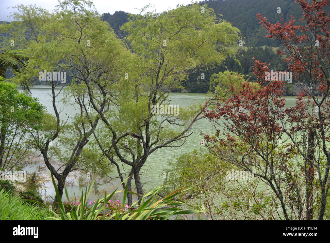 Lots of branched trees on a well kept meadow field in winter, in ...