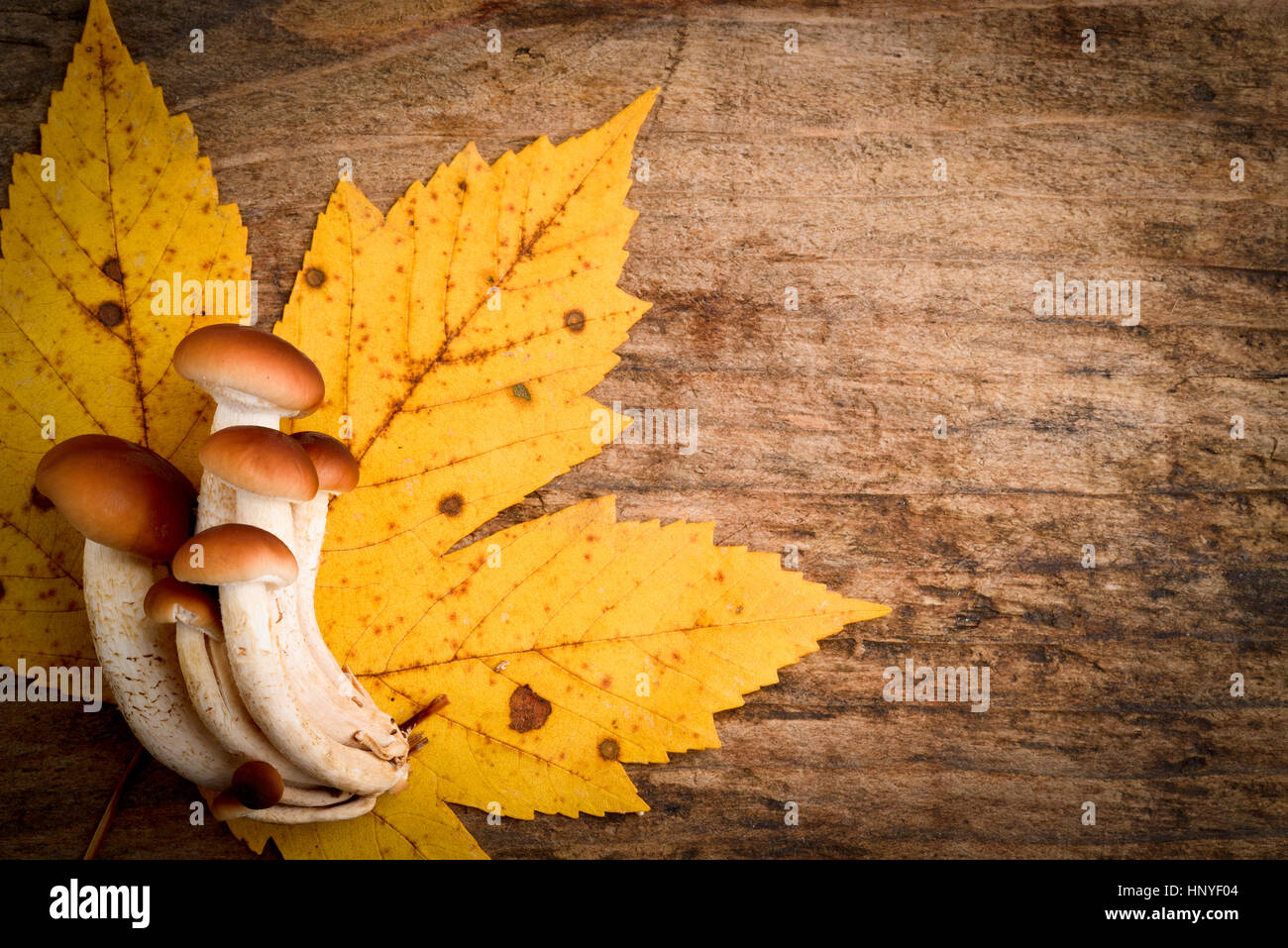 agrocybe aegerita mushrooms Stock Photo Alamy