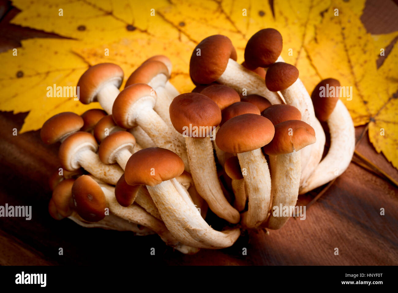 agrocybe aegerita mushrooms Stock Photo Alamy