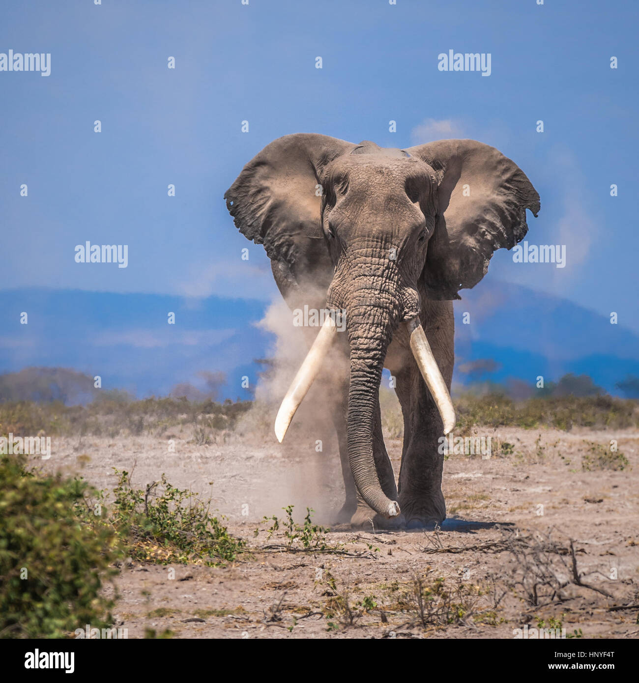 old elephant, amboseli national park, kenya Stock Photo