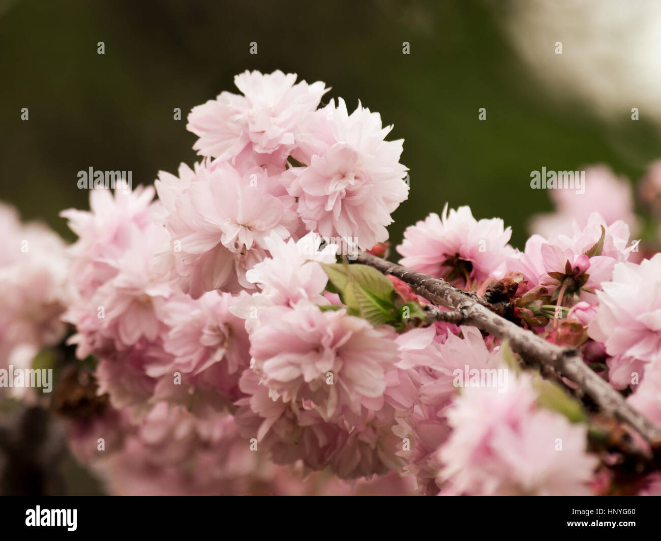 Pink cherry blossom in spring gently Stock Photo - Alamy