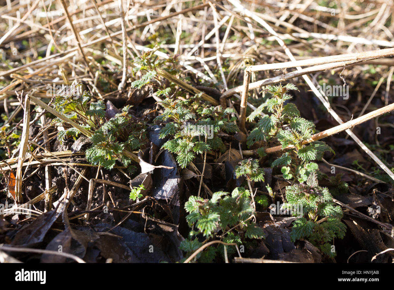 Große Brennnessel, junge, frische Blätter im zeitigen Frühjahr, Brennessel, Urtica dioica, Stinging Nettle Stock Photo