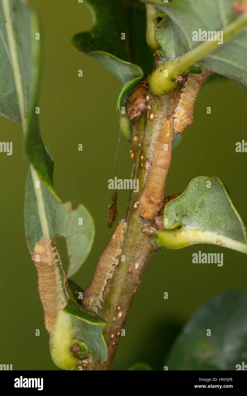 Eichen-Kahnspinner, Großer Kahnspinner, Eichen-Kahneule, Große Kahneule, Eichenkahneule, Eichen- Kahnspinnereule, Raupe, Jungraupe frisst an Eiche, Be Stock Photo