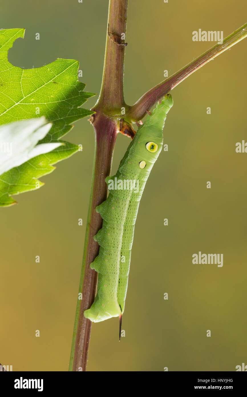 Großer Weinschwärmer, Südlicher Weinschwärmer, Raupe frisst an Wein, Weinrebe, Hippotion celerio, vine hawk-moth, silver-striped hawk-moth, Silver-str Stock Photo