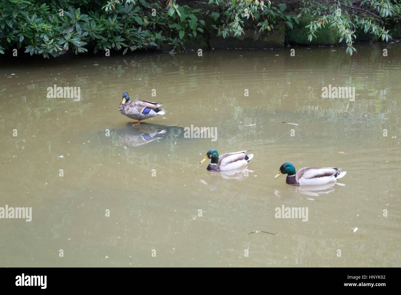 Three Mallards Ducks in Muddy Pond Stock Photo Alamy