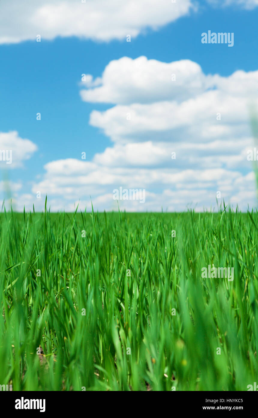 Green grass field and blue sky with clouds on horizon background Stock ...