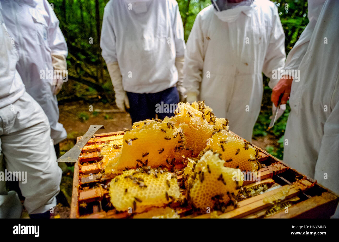 Bee inspection by MAFF inspector Mick Jackson Stock Photo - Alamy