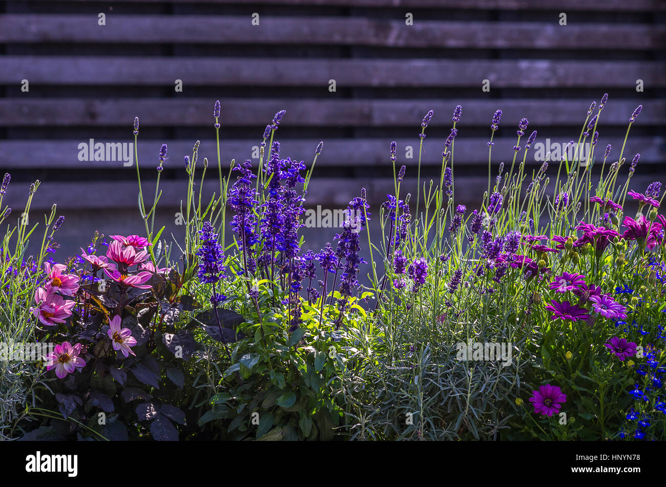 Beautiful lilac, pink and blue garden flowers in front of a timber wall