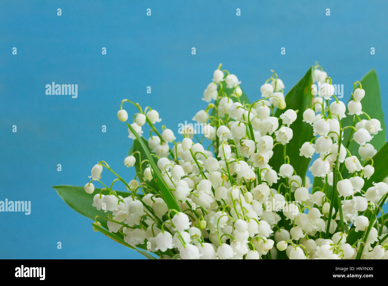 Lilly of the valley Stock Photo Alamy