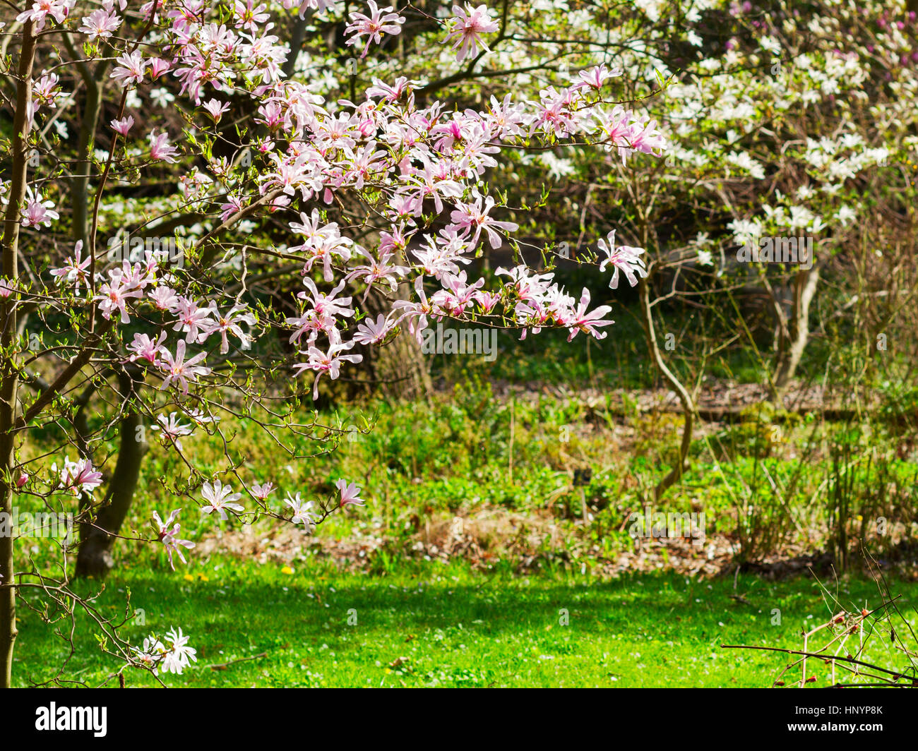 Magnolia pink flowers in garden Stock Photo - Alamy
