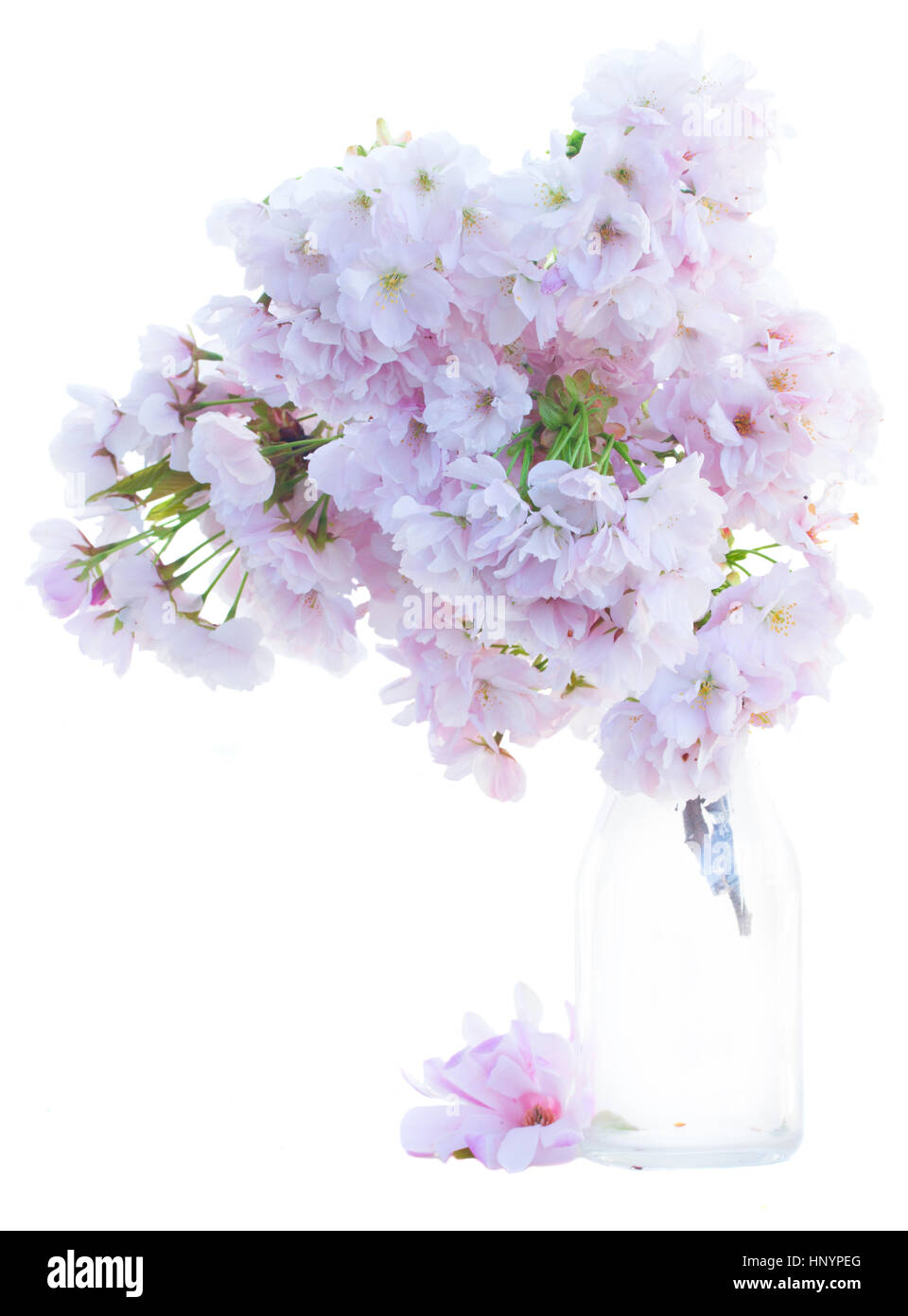 twig of pink spring flowers Stock Photo