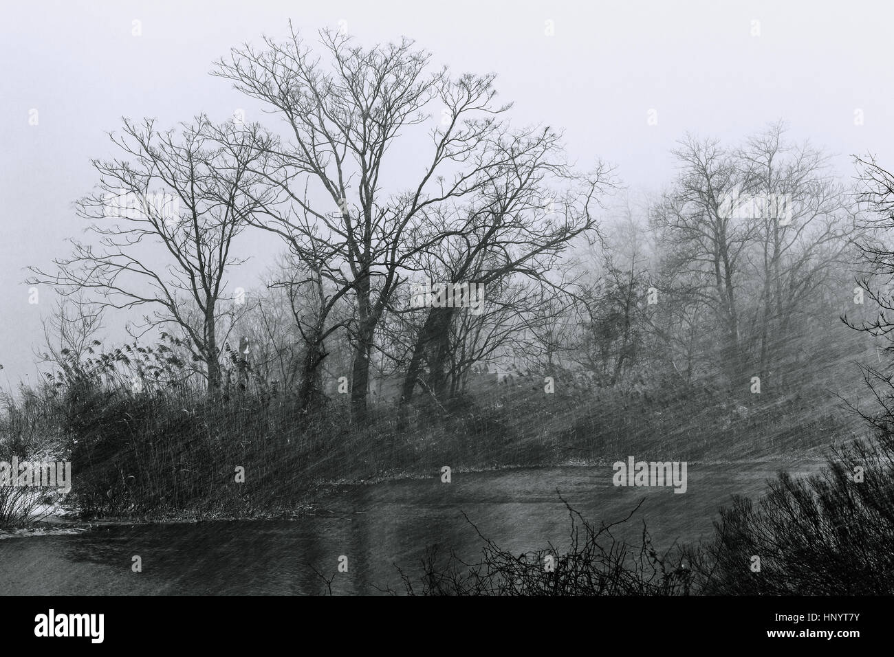 Birch forest winter landscape, black and white photo Stock Photo - Alamy