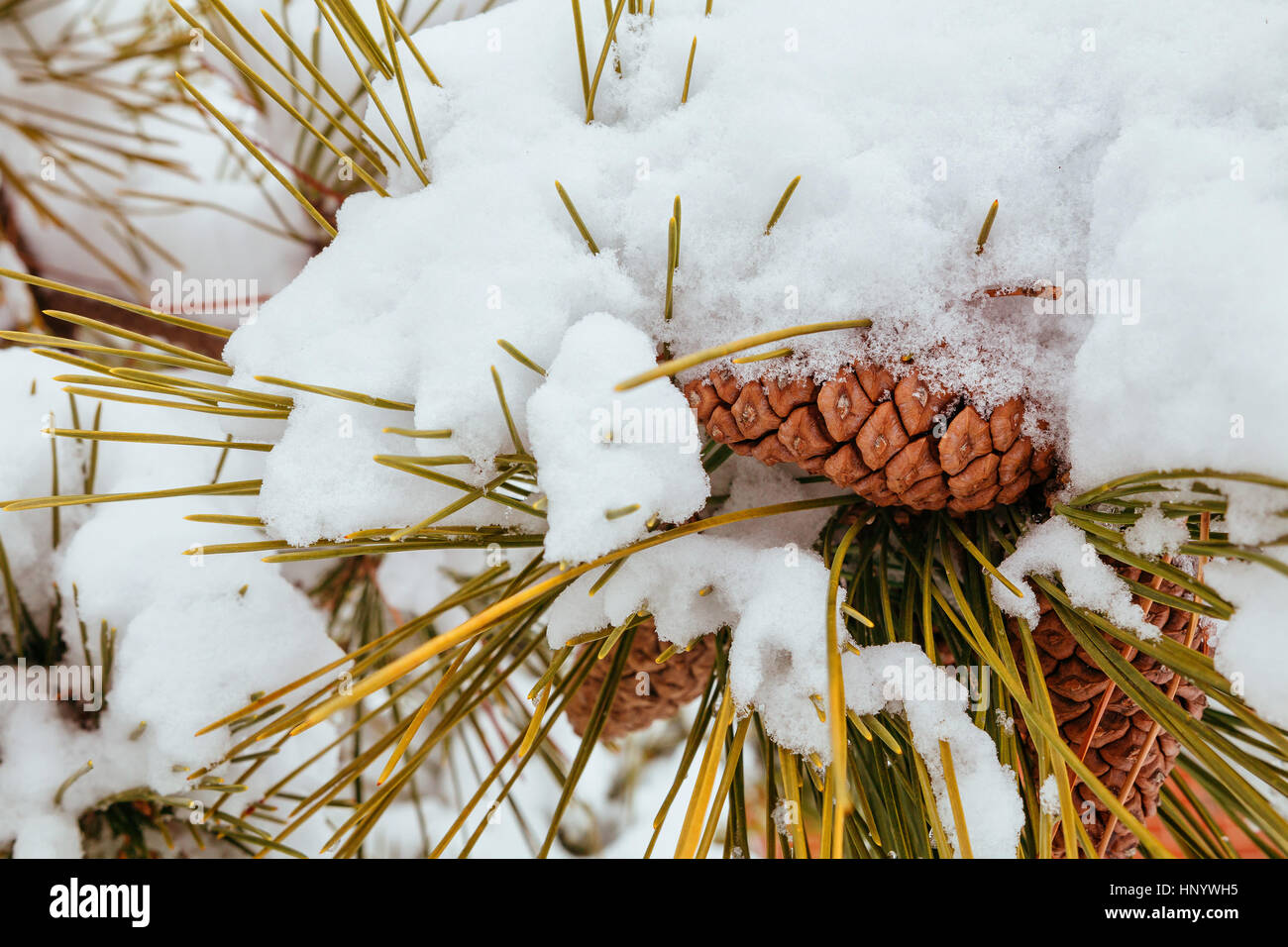Branches of pine tree with snow Stock Photo - Alamy