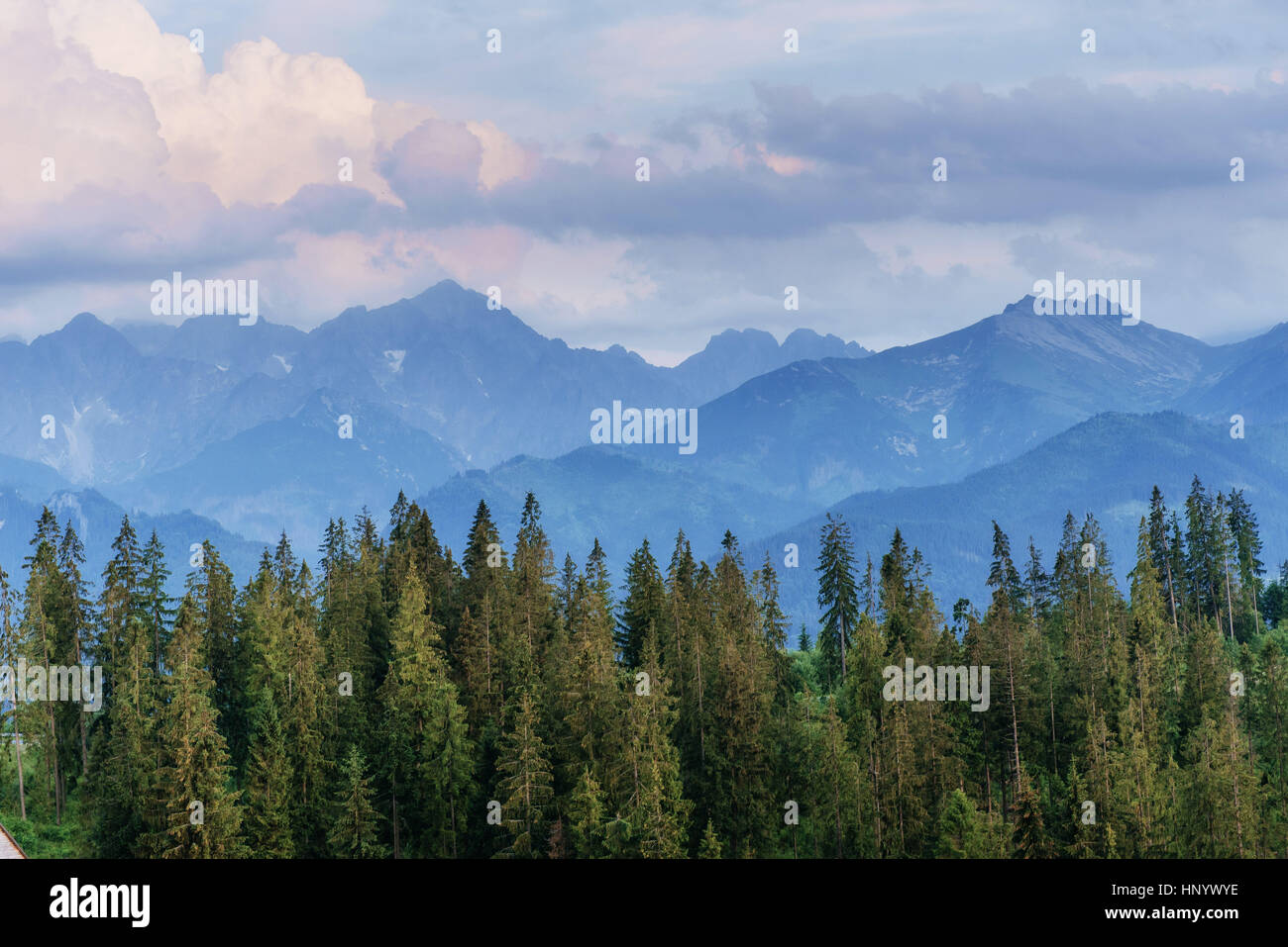 Pine tree forest Stock Photo - Alamy