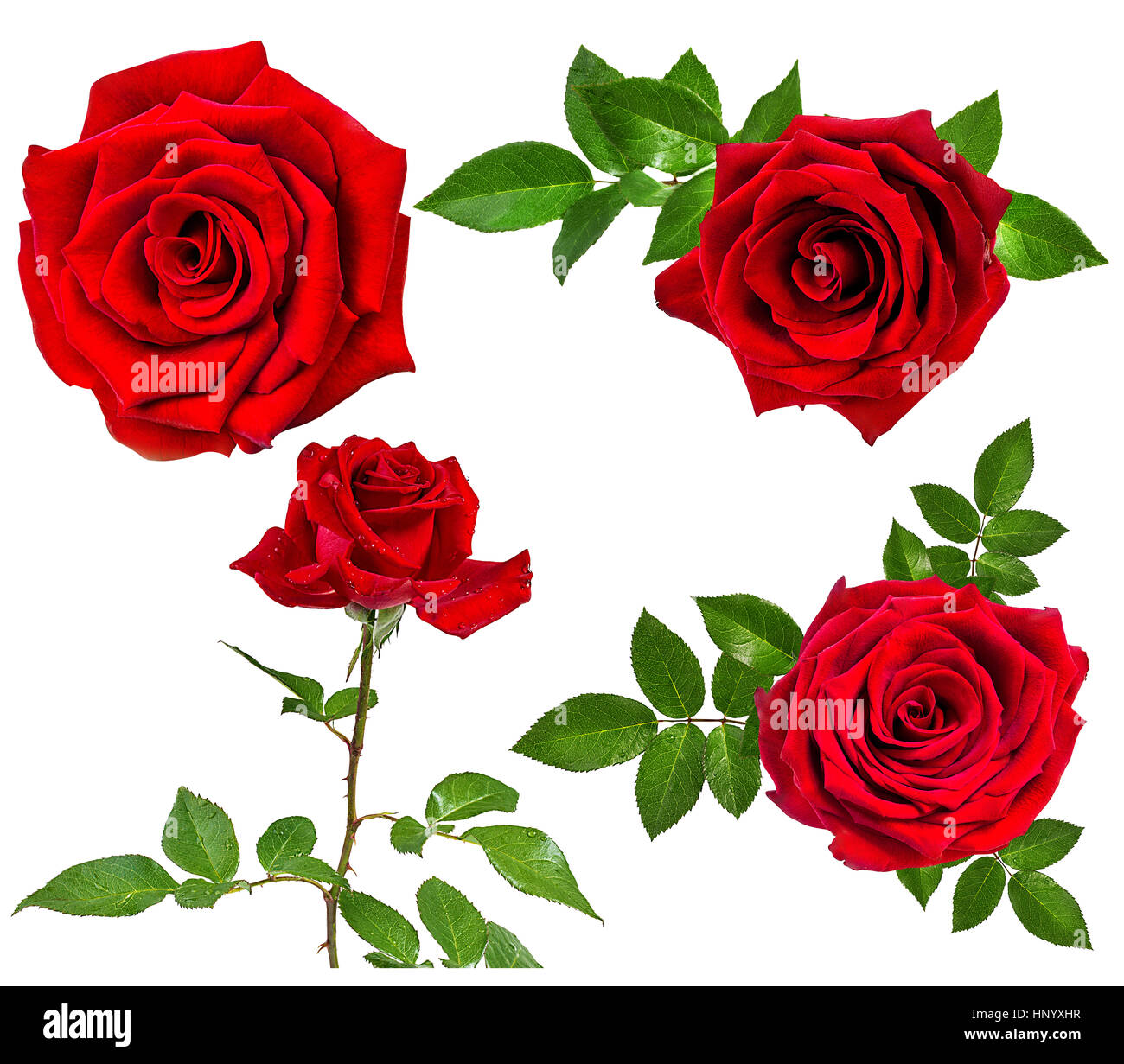 rose isolated on the white background Stock Photo - Alamy