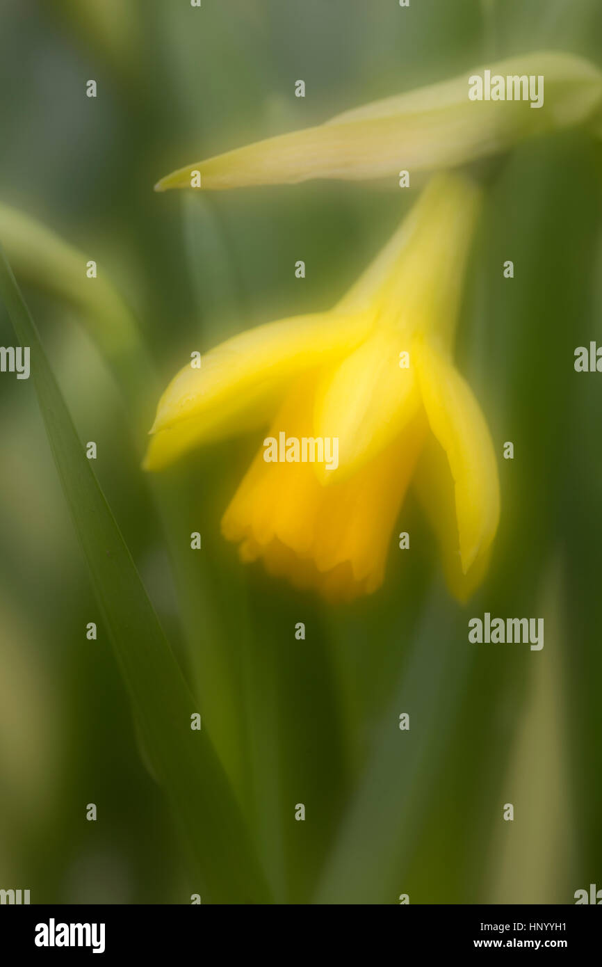 Daffodil flower in soft focus Stock Photo