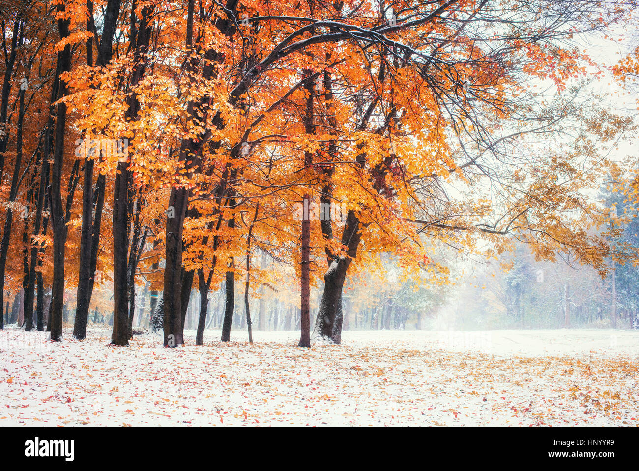 October mountain beech forest with first winter snow Stock Photo - Alamy