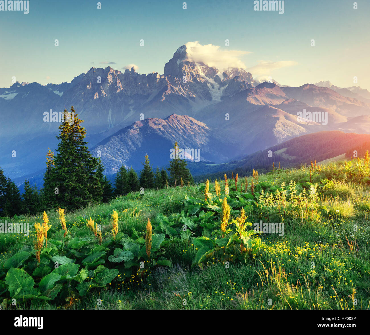 Summer wildflowers fog in hi-res stock photography and images - Alamy