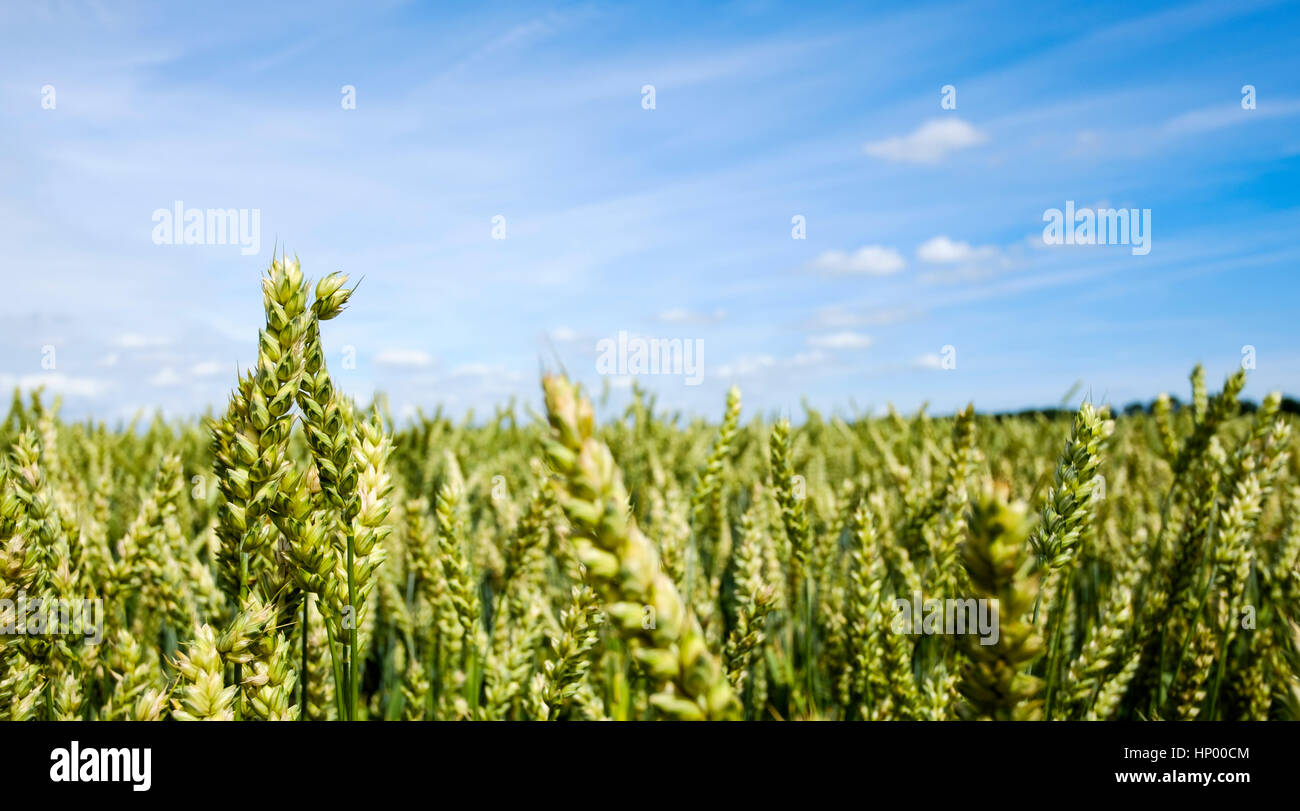 field with wheat against a blue sky and white clouds on a summer day Stock Photo