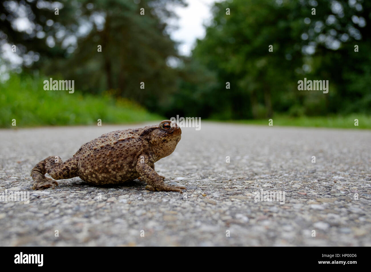 frog toad on dangerous street crossing Stock Photo