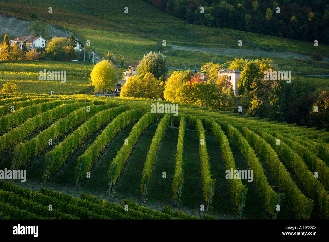 Autumn evening sunlight on the vineyards near Barolo, Piemonte, Italy Stock Photo