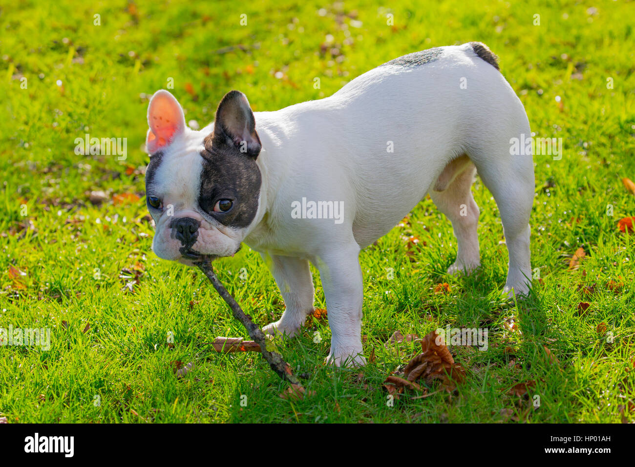 French Bulldog portrait in garden Stock Photo