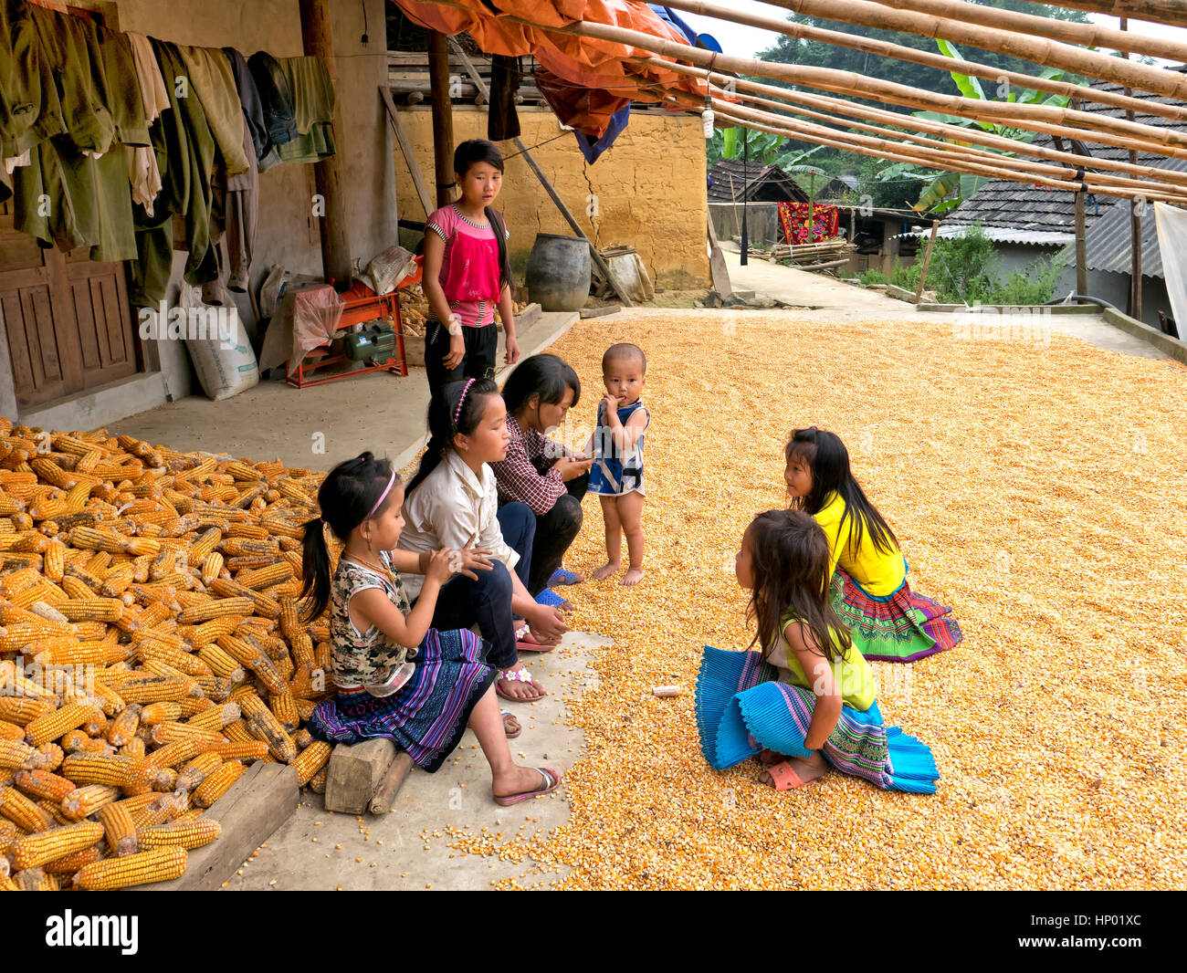 Children sitting & communicating by farm house, harvested corn drying, Bac Ha. Stock Photo