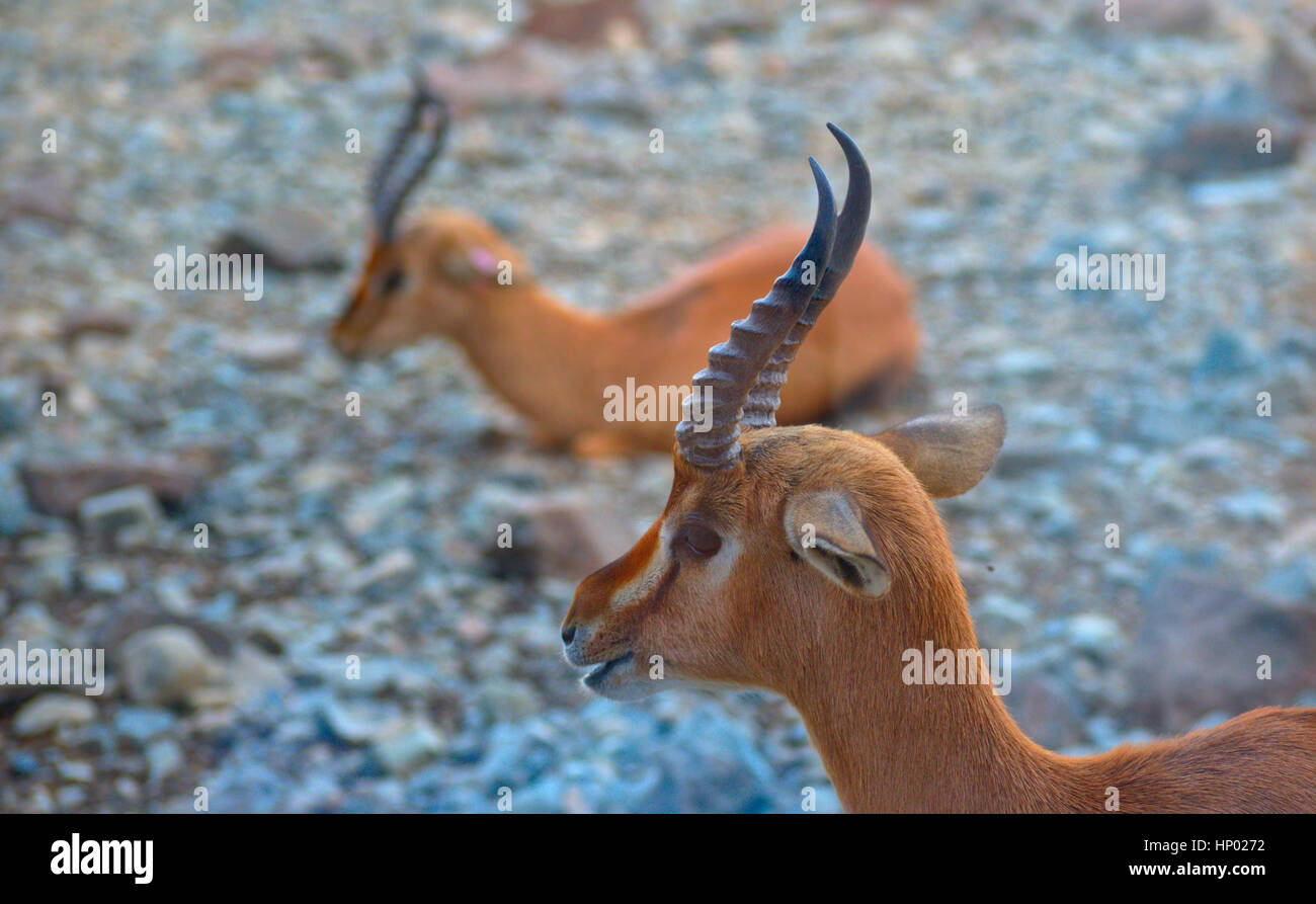 Gazelle animal hi-res stock photography and images - Alamy
