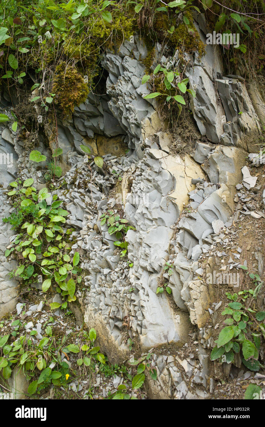Fractured flysch rock, Ammergau Alps, Bavaria, Germany Stock Photo