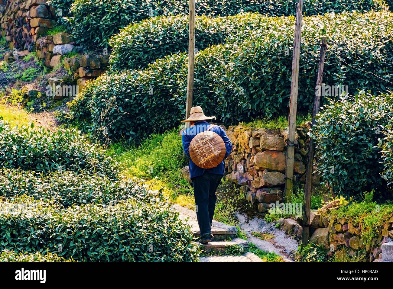 Chinese tea farmer walking up a path in Longjing tea fields Stock Photo